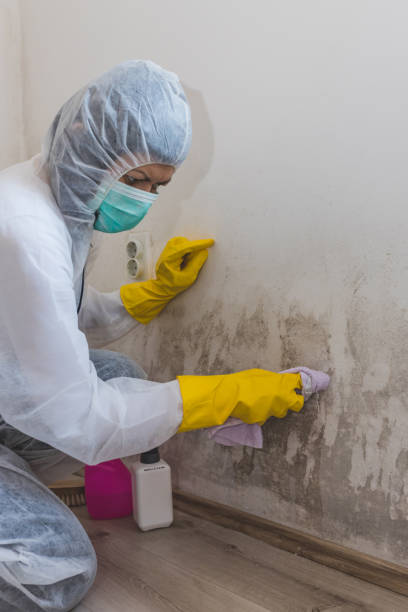 Best Post-Construction Mold Inspection  in Gang Mills, NY