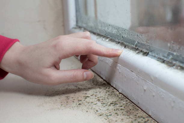 Best Real Estate Mold Inspection  in Gang Mills, NY